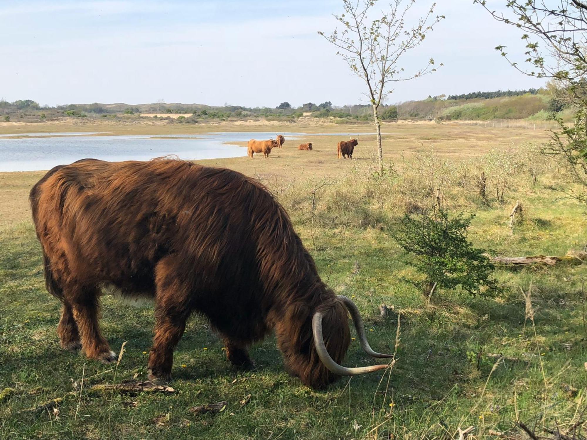 Eco Lodge Duin- Unieke Locatie -Strand, Duin En Nabij Cultuursteden Castricum Zewnętrze zdjęcie